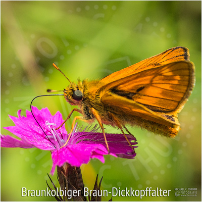 Braunkolbiger Braun-Dickkopffalter - © Michael C. Thumm